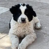 سگ وتوله اصیل بته دار