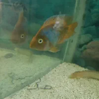 ماهی گوشت خوار|ماهی|نیشابور, شهرک جانبازان|دیوار