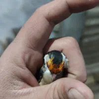 سهره جوجه قفس نشانه دار|پرنده|کرمانشاه, |دیوار