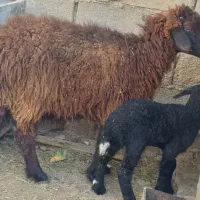 گوسفند مطفل با بره ماده یک ماهه