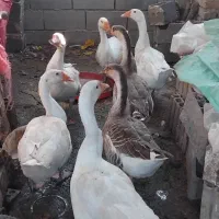 غوقاز ۶عدد