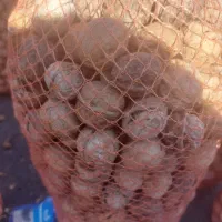 گردو پارساله