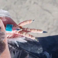 کبوتر غریب شب|پرنده|ابهر, |دیوار