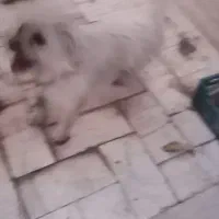 سگ پا کوتاه سفید. خیلی با نمک|سگ|یزد, |دیوار