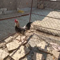 خروس نژاد لاری|حیوانات مزرعه|قم, پردیسان|دیوار