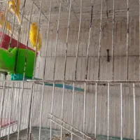 فروش ۱۰جفت قناری قیمت توافقی|پرنده|میانه, |دیوار