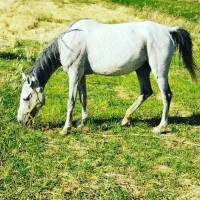 فروش مادیون