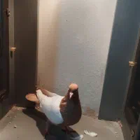 سینه کله هفت رنگ کاکلی خال کرباتی