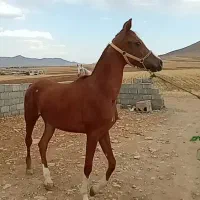 نریان عرب مصری کره سوپرچمپیون وارداتی بی عجایب