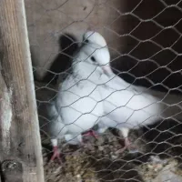 کفتر پرشی|پرنده|پاکدشت, پاکدشت (مامازند)|دیوار