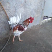 خروس چهل تاج محلی