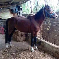 ۲ رس اسب نریان باری سواری|اسب و تجهیزات اسب‌سواری|کوهی‌خیل, |دیوار