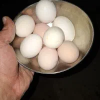 تخم مرغ گلین مرغ گیلن کرک