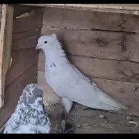 کبوتر