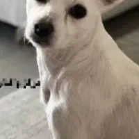 سگ پاکوتاه