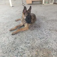 سگ مالنیوز|سگ|بندرعباس, |دیوار