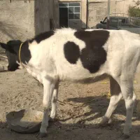 گوساله ماده