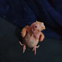 جوجه عروس ۱۱روزه لوتینو و ابلغ|پرنده|میناب, |دیوار