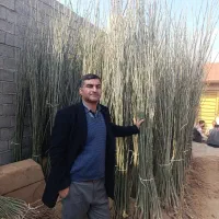 صنوبرو انواع نهال مثمر و غیر مثمر با کیفیت