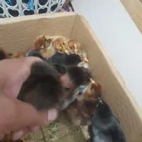 جوجه پا پر و گردن لخت