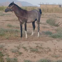 اسب نژاد دار