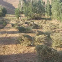 فروش یونجه و علف