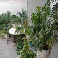 فروش گلهای آپارتمانی ،زینتی نصف قیمت