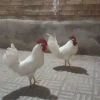 خروس 2عدد