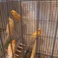 ۲۰ عدد جوجه قناری