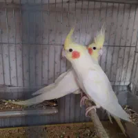 عروس هلندی 3 ماهه