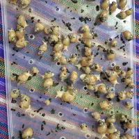 حلزون اچاتینا|خزنده|تهران, گلچین|دیوار