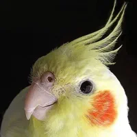 عروس هلندی گمشده