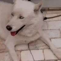 سگ گم شده|حیوانات|قم, نیروگاه|دیوار