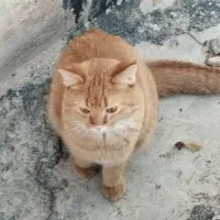 گربه پیدا شده|حیوانات|صدرا-فارس, فاز ۱|دیوار