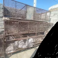 تجهیزات/تولید و پرورش/مرغ/جوجه/ انواع پرنده