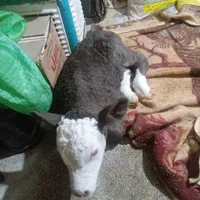 خریدوفروش دام سبک و سنگین ب بالاترین قیمت|حیوانات مزرعه|خمین, |دیوار