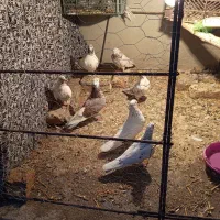 قناری|پرنده|پاکدشت, پاکدشت (مامازند)|دیوار