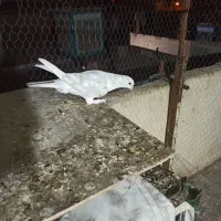 کفتر زمینی و هوایی|پرنده|قم, بلوار امین و ساحلی|دیوار