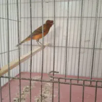 قناری و سهره|پرنده|کرمان, |دیوار