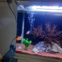 اکواریوم شیشه خم ماهیران همراه بامیز|ماهی|اصفهان, عطار نیشابوری|دیوار