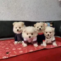 توله پامرانین خرسی|سگ|شیراز, شاپورجان|دیوار