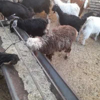 حیوانات مزرعه