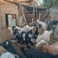 بز ماده|حیوانات مزرعه|فاضل آباد, |دیوار