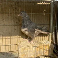 کبوتر پرشی|پرنده|اصفهان, باب الدشت|دیوار