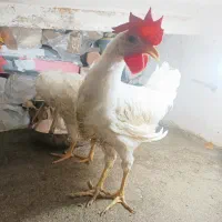 خروس خانگی ماشینی