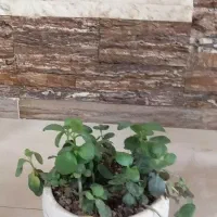 حراج فقط ۱۵۰ هزار