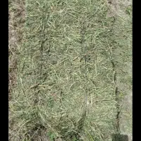 یونجه درجه یک شیراز بدونه علف هرز