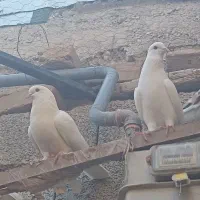 یک جفت کفتر سفید مهر