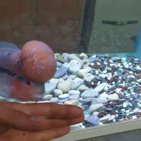 ماهی فلاور هورن رد دراگون