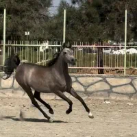 اسب عرب دوسر مصری